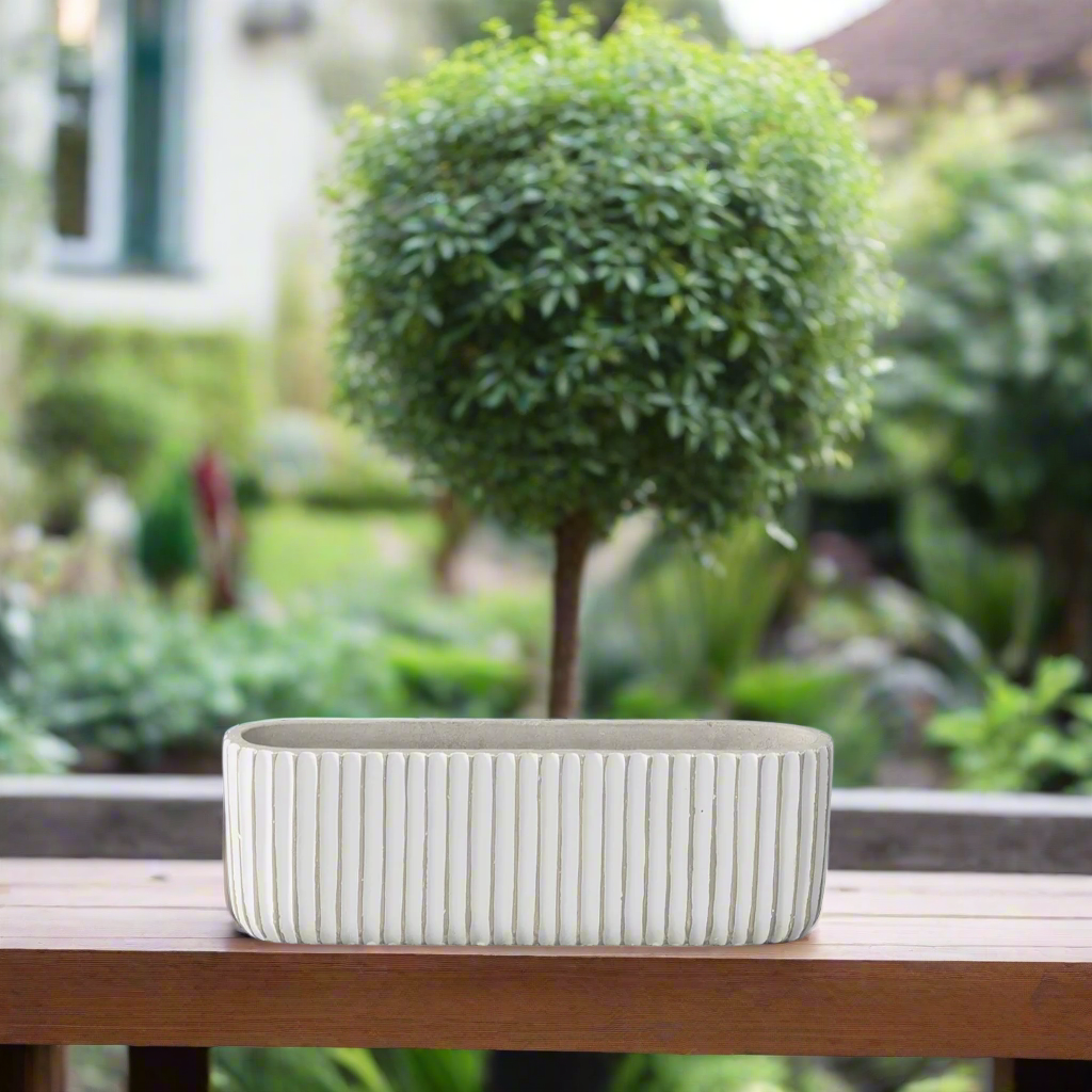 Lucia Cement Rectangular Pot